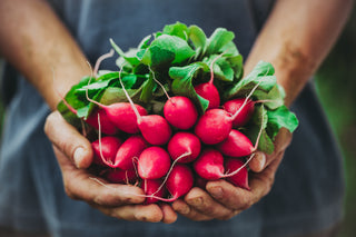 Some Like It Hot: How to Grow Radishes