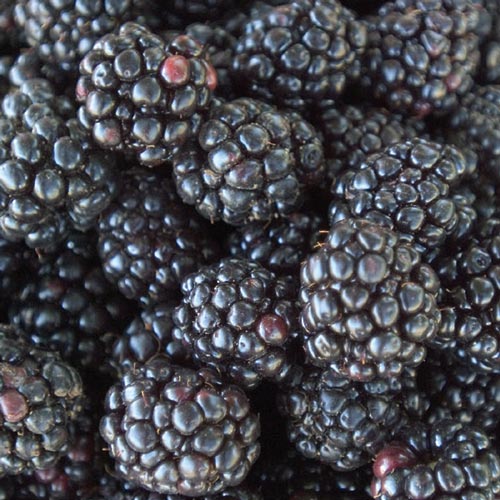 Blackberries Uses and Health Benefits Gurney's