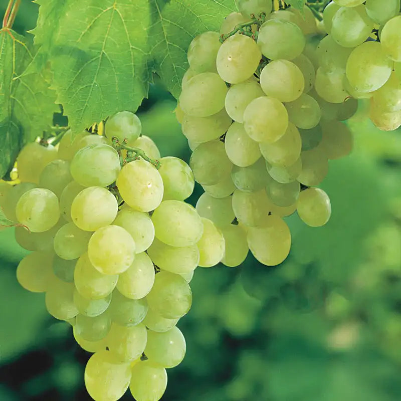Stunning Thompson Seedless Grape Ingestion In Breeds image