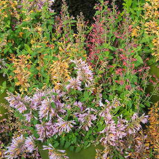 Nectar Hummingbird Mint Mixture