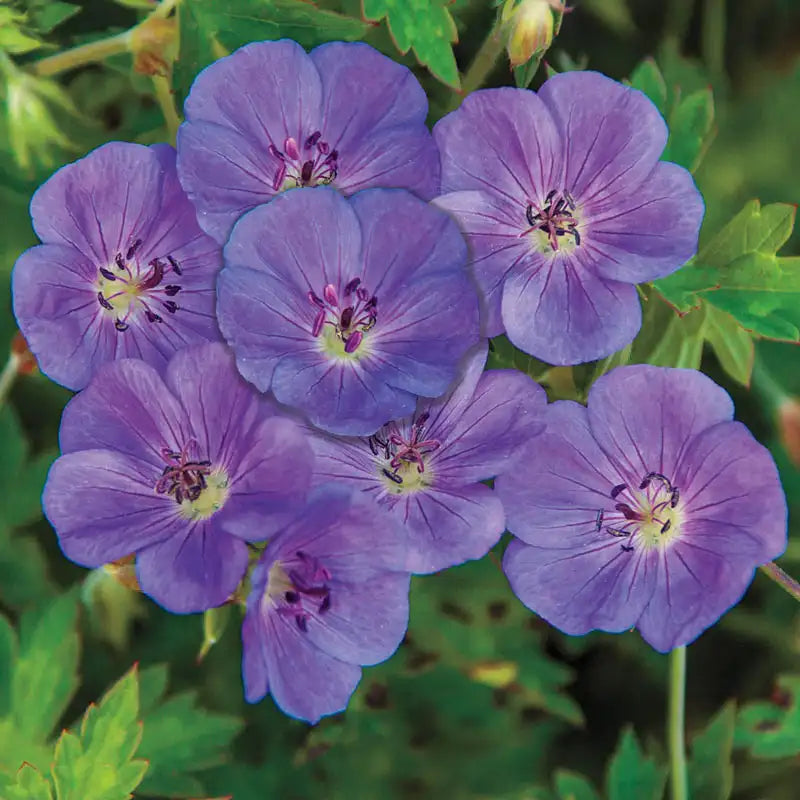Rozanne Hardy Geranium – Gurney's Seed & Nursery Co.
