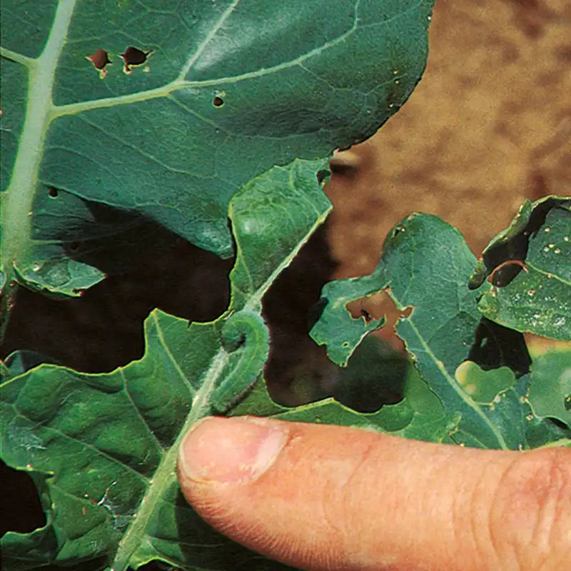 Green Step™ II Caterpillar Control