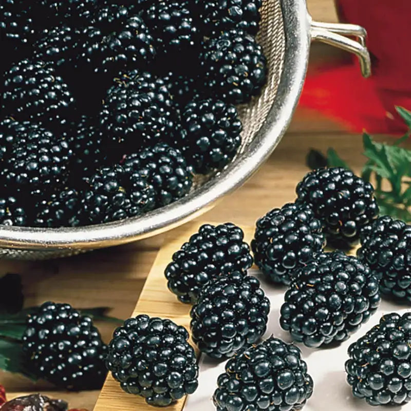 Osage Thornless Blackberry Blackberry Plants from Gurney's