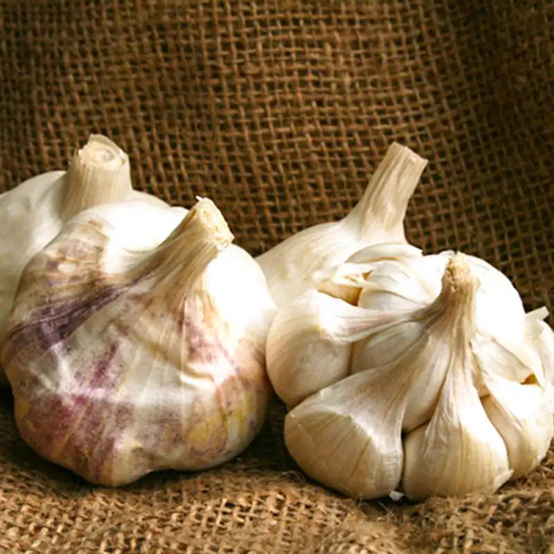 Inchelium Red Softneck Garlic