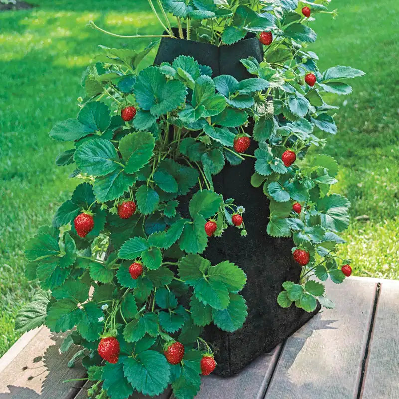 Grow Tub® Strawberry Tower™ - Garden Container