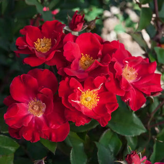 Top Gun™ Shrub Rose Plant
