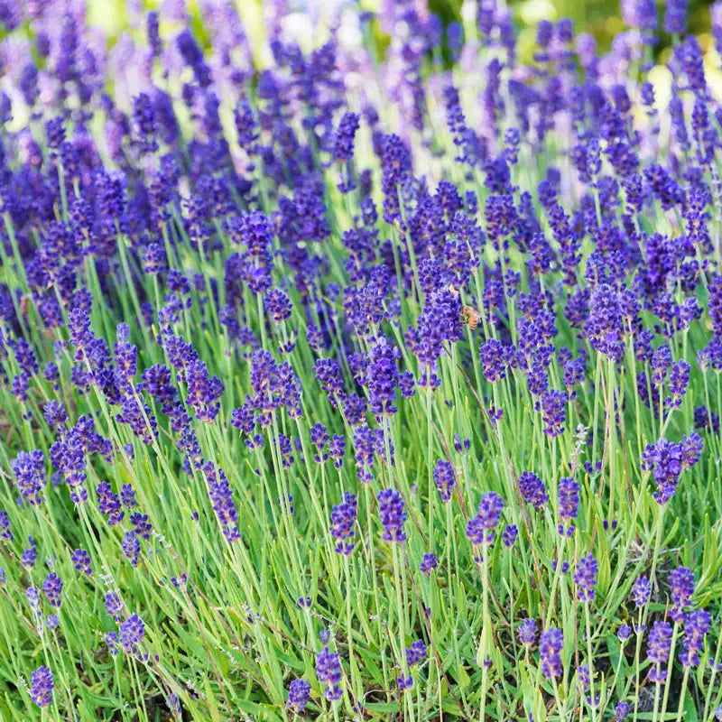 Phenomenal™ Lavender | Gurney's Seed & Nursery Co.