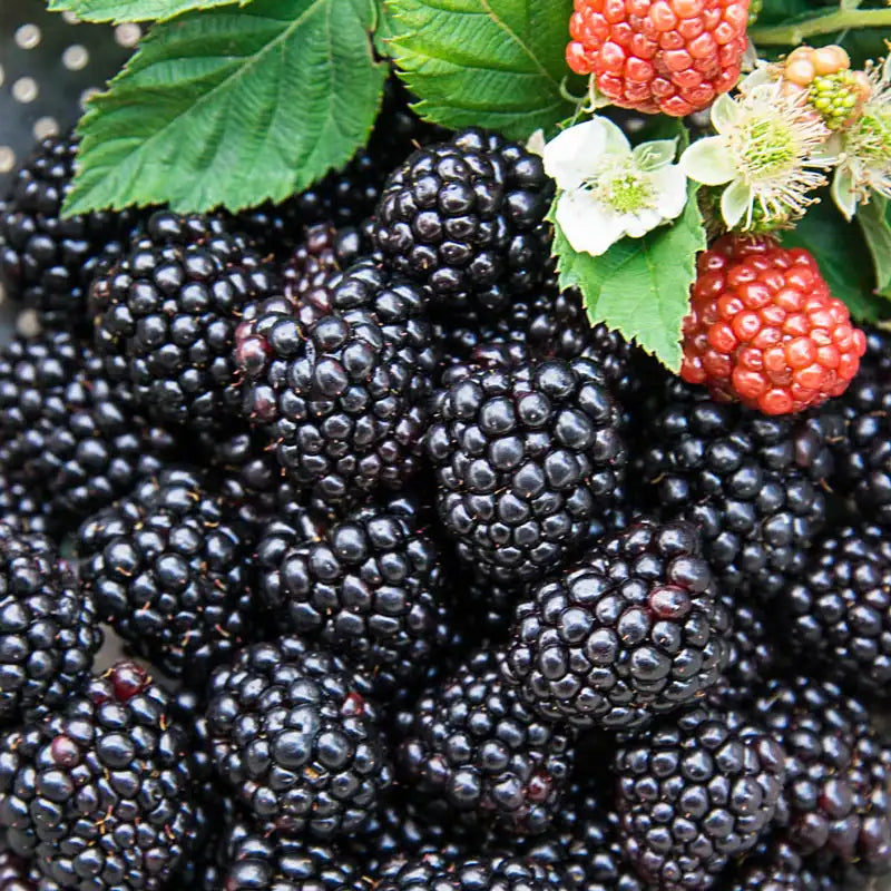 Black Magic Blackberry Plants for Sale Gurney's Seed & Nursery Co.