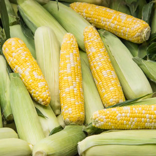 Simply Irresistible® Hybrid Sweet Corn Seed