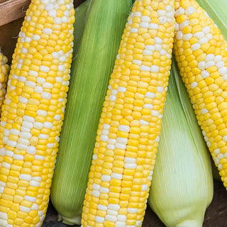 Simply Irresistible® Hybrid Sweet Corn Seed