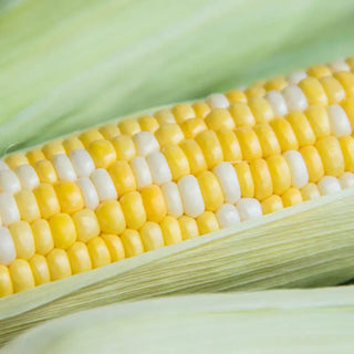 Simply Irresistible® Hybrid Sweet Corn Seed