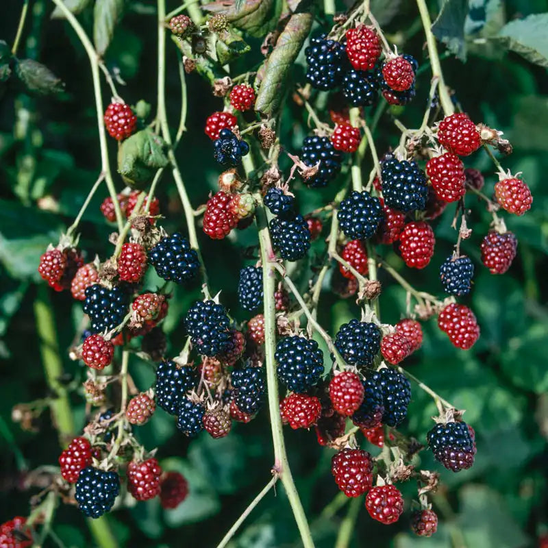 Hall's Beauty Thornless Blackberry Buy Online Gurney's Seed