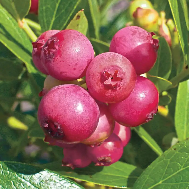 Pink Lemonade Blueberry Bush