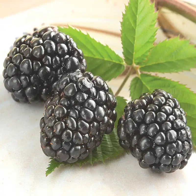 Triple Crown Blackberry Plant Gurney's Seed & Nursery Co.