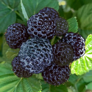 Born Free™ Thornless Black Raspberry Plant