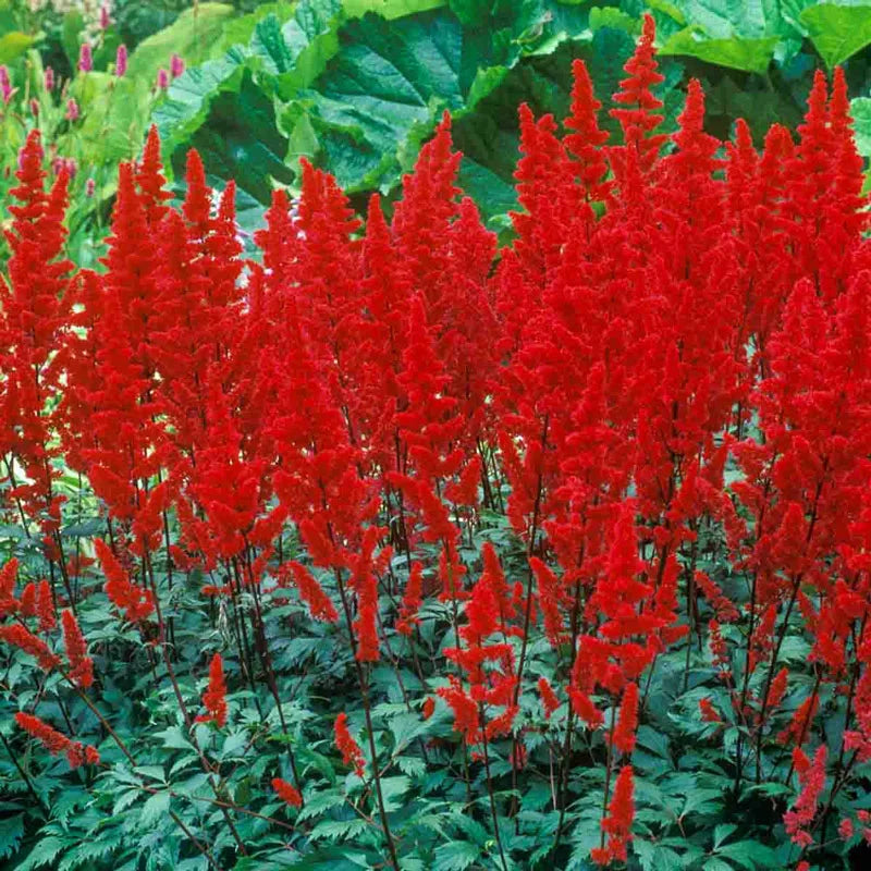 Red Fanal Astilbe Gurney s Seed Nursery Co red-fanal-astilbe-gurney-s-seed-nursery-co