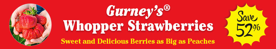 Gurney's Whopper Strawberry Sale