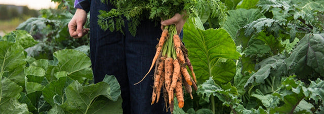 20 Vegetables to Plant in Your Garden for Fall Harvesting