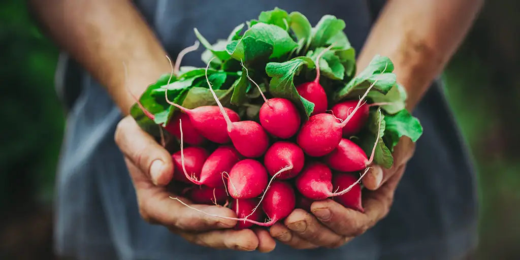 Five Beginner-Friendly Vegetables for Your Garden | Gurney’s