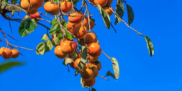 How to Grow Persimmons in Your Backyard