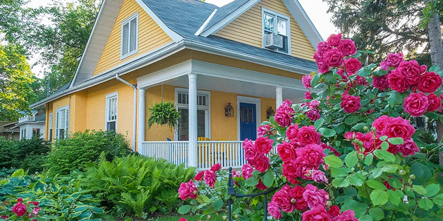 The Best Rose Varieties for Every Garden