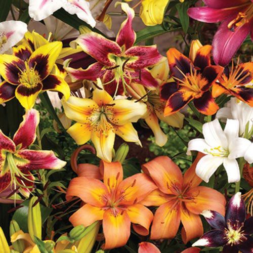 How to Plant Bulbs for Beautiful Spring Flowers! Gurney's