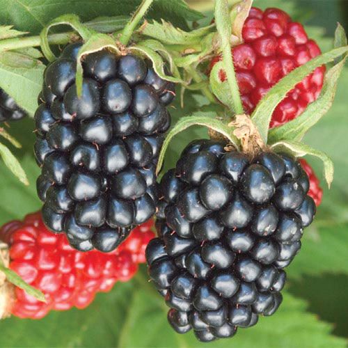 How to Plant Apache Blackberry Gurney's Gurneys