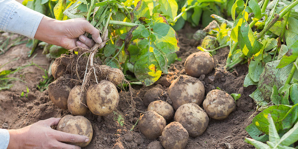 Potatoes: A Complete Guide to Planting, Care, and Harvest | Gurney’s