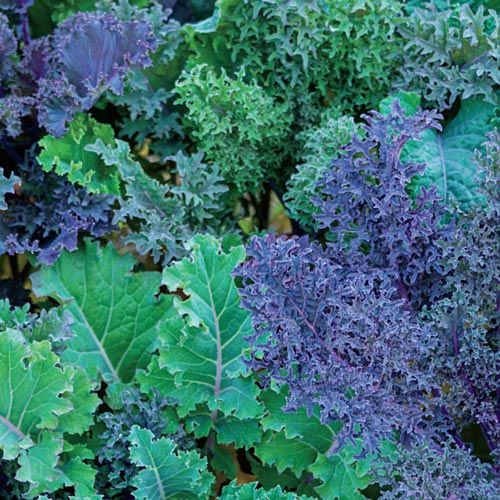 Eat Your Greens: Early Spring Veggies