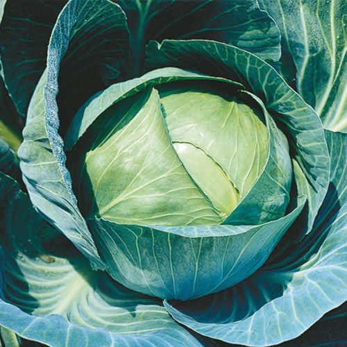 Colernal Cubbage Cool-weather cabbage – perfect for early spring! - Gurney's