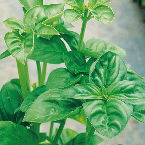 Summer Care for Your Vegetable Garden - Gurney's
