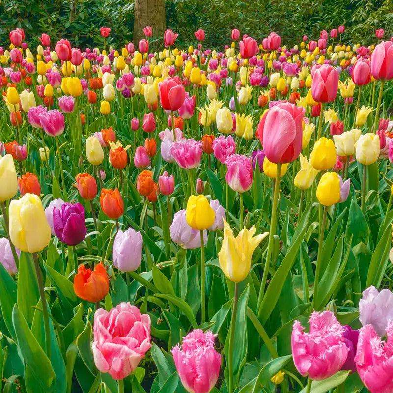 All Spring Tulip Mix | Gurney's Seed & Nursery Co.