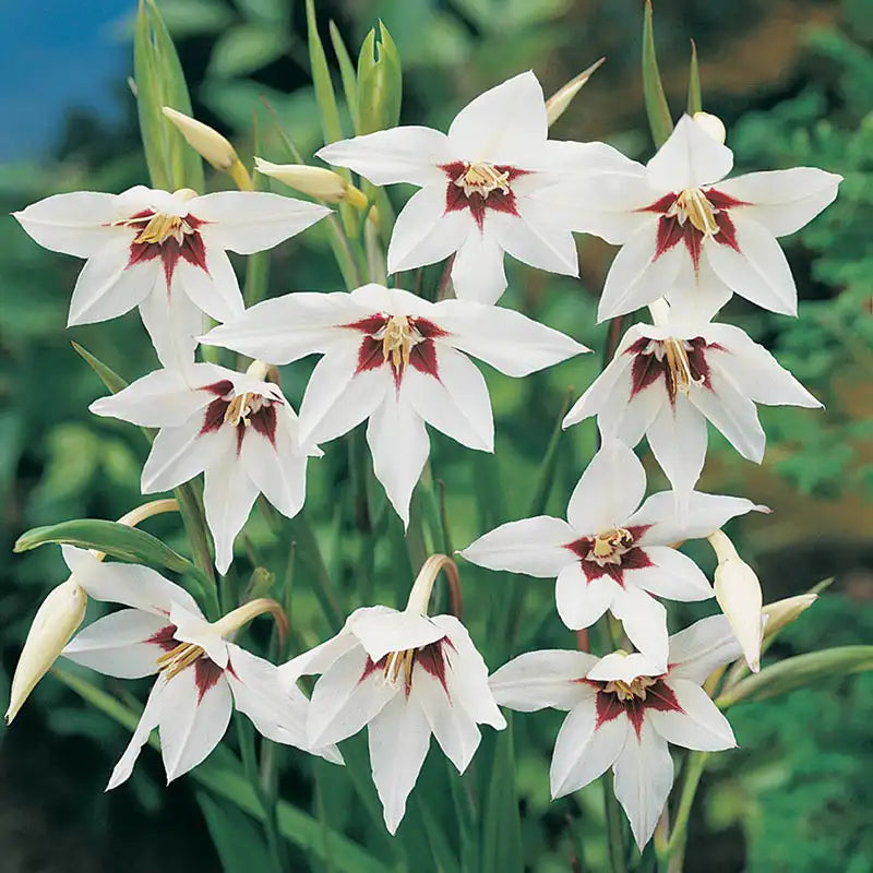 Abyssinian Gladiolus | Gurney's Seed & Nursery Co.