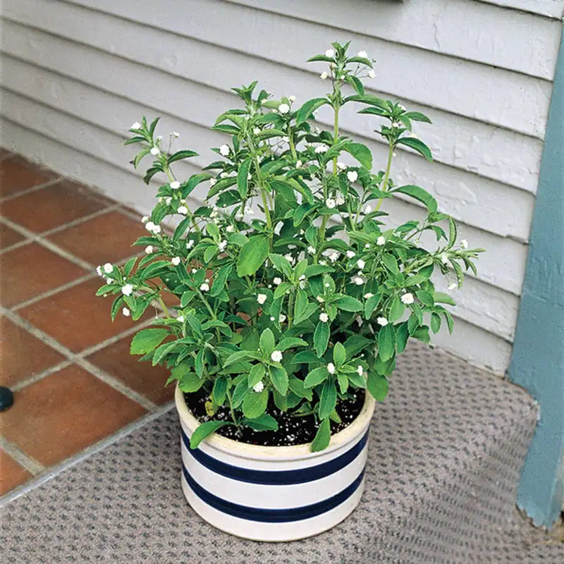 stevia plant seeds purchase Gurney's Stevia Sweet Leaf Candy (25 Seed Packet)