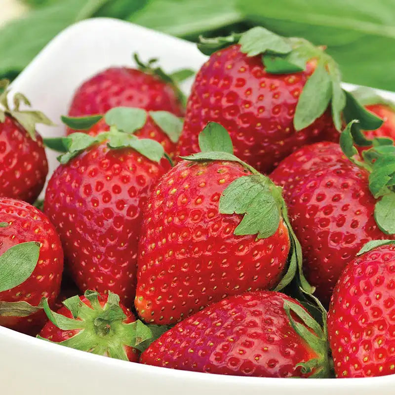 strawberry tree seeds for sale Albion Strawberry Plant