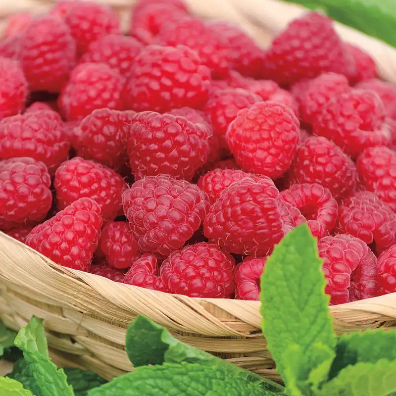 Jaclyn Raspberry | Gurney's Seed & Nursery Co.