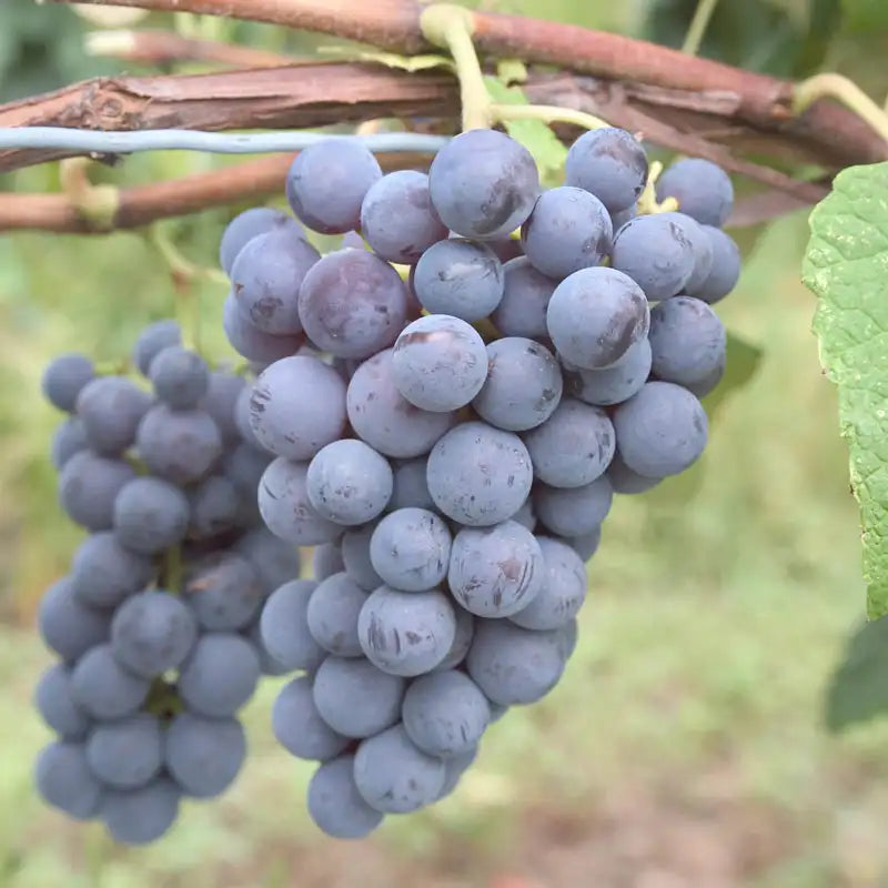 Thomcord Grape | Gurney's Seed & Nursery Co.