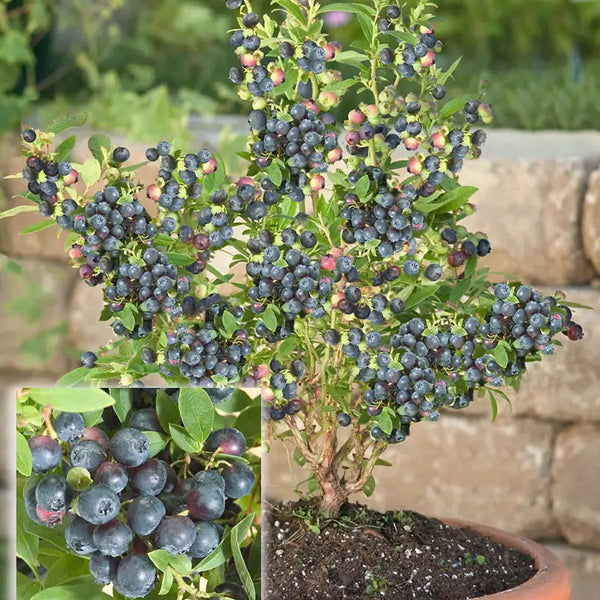 indoor blueberry plant Dwarf Northsky Half-High Blueberry Plant