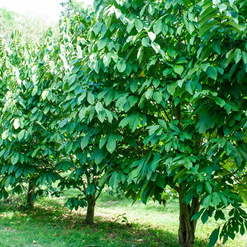 planting paw paw tree seeds Pawpaw Tree