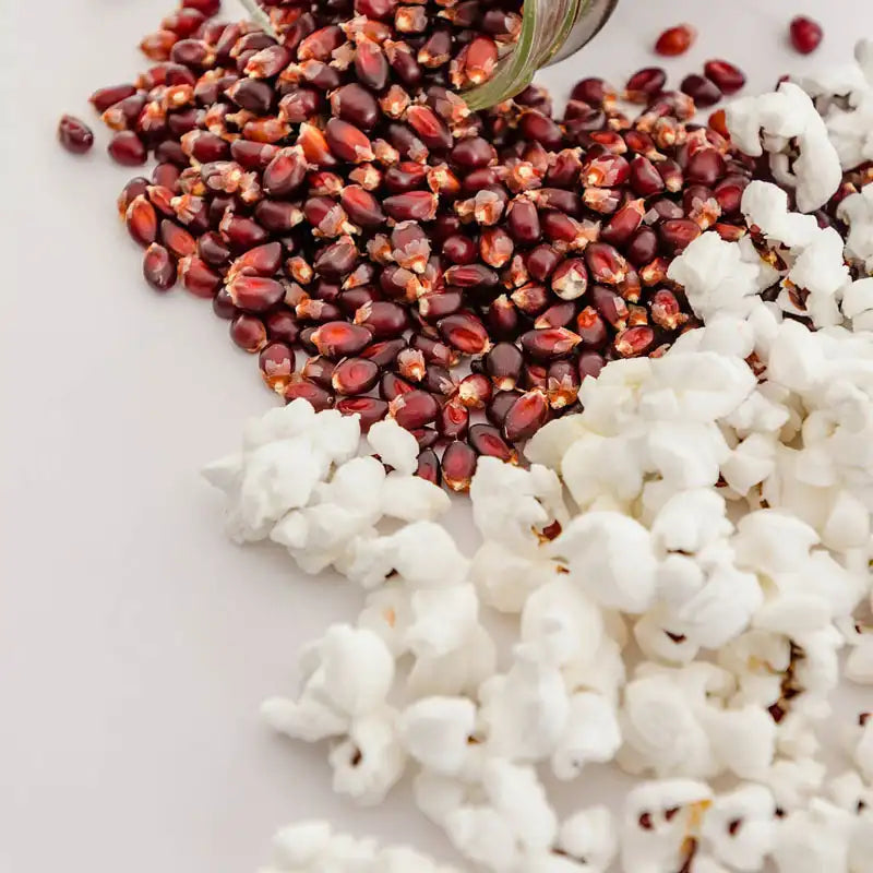 popcorn plant seeds for sale Gurney's Popcorn Mauveless Hybrid (150 Seed Packet)