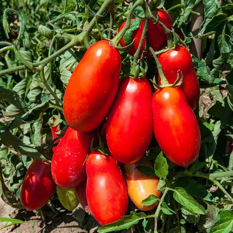summer sauce tomato plant San Marzano Tomato