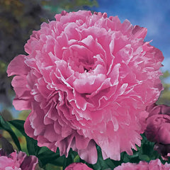Sarah Bernhardt Peony: Deer-Resistant Plants from Gurney's Seed