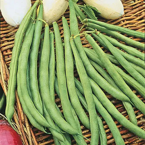 plant bush beans from seed Topcrop Bush Bean Seed