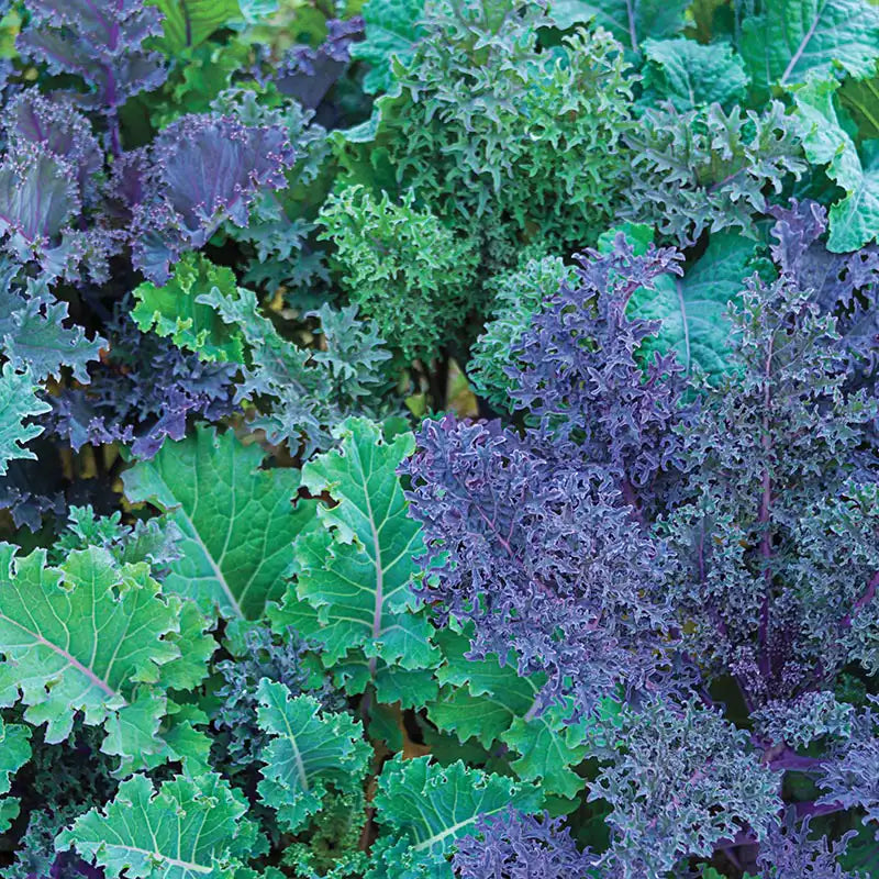 Gurney's Winter Wonderland Kale Mix S...