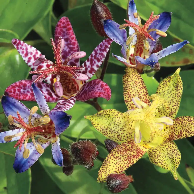 toad lily flower Deluxe Toad Lily Plant Mix