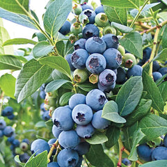 O'Neal Southern Highbush Blueberry | Gurney's Seed & Nursery Co.