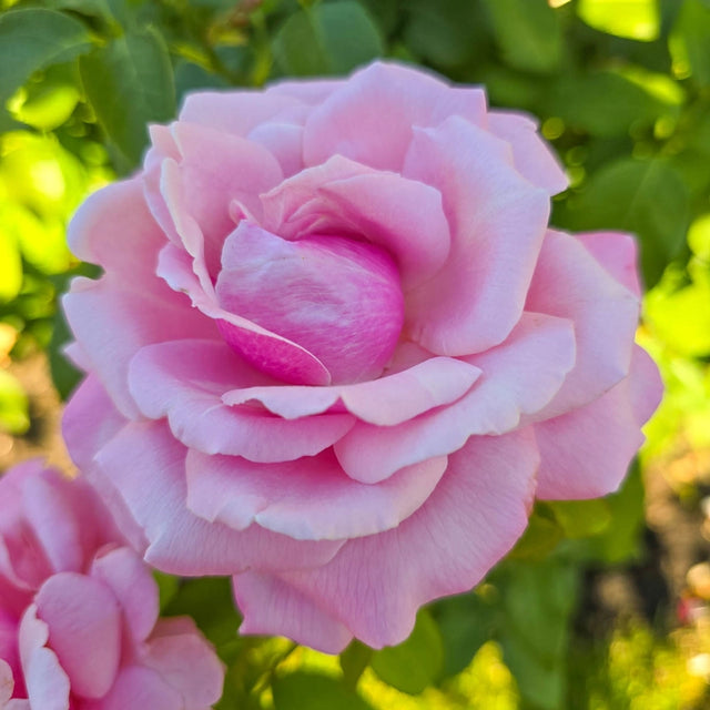 Guernys Roses Hybrid Roses For Sale | Gurney's Seed & Nursery Co.
