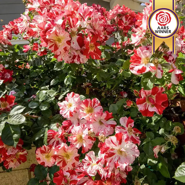 Fourth Of July™ Climbing Rose Plant