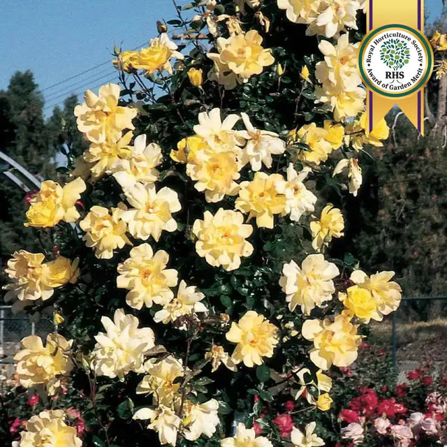 Rose Bushes For Sale | Gurney's Seed & Nursery Co.