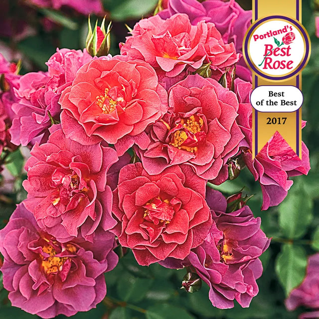 Valencia Ridge 5k Roses Rose Bushes For Sale | Gurney's Seed & Nursery Co.
